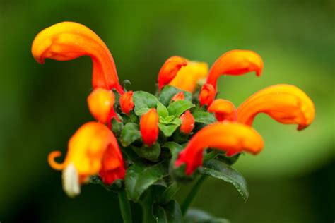 Aeschynanthus Images – Browse 214 Stock Photos, Vectors, and Video ...