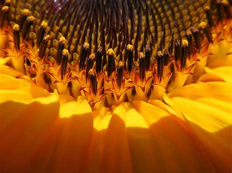 Girasol Detalle Florecer Foto Gratis En Pixabay Pixabay