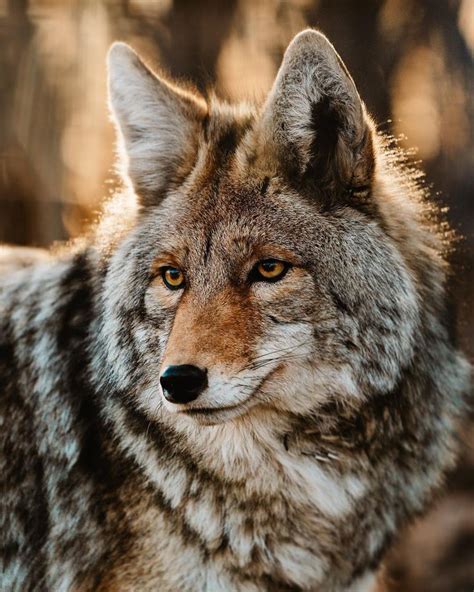 Banff Wildlife | Headshots, Wildlife, Photography