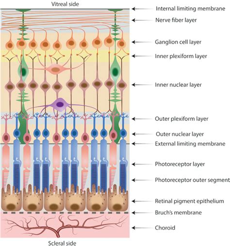 The Cell Of Retina Layers