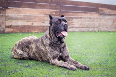 How Big Are Cane Corsos With Size And Growth Chart Pet Arenas