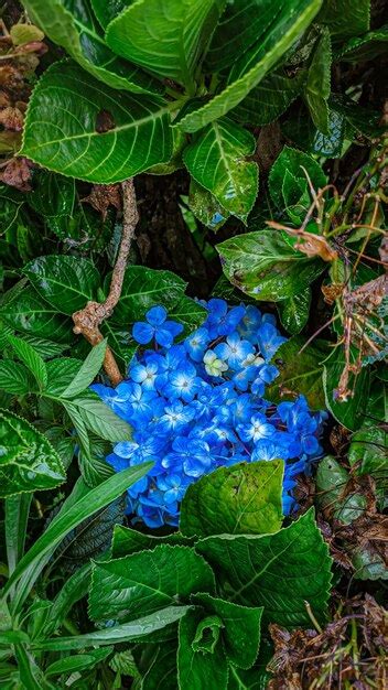 Una flor azul está rodeada de hojas verdes y tiene una mancha blanca en