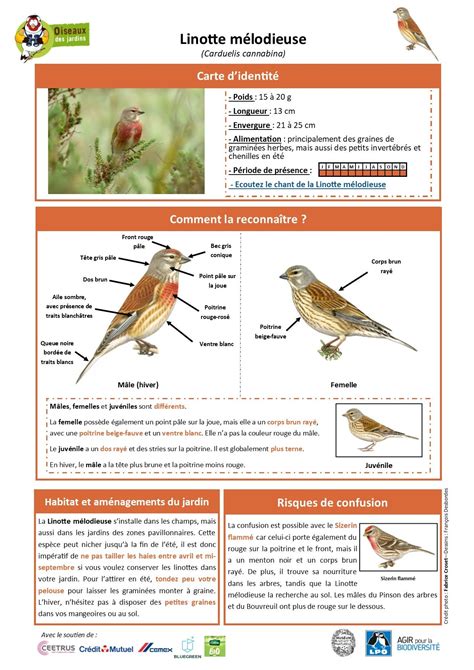 Toutes Les Fiches Espèces Oiseauxdesjardinsfr Oiseaux Des