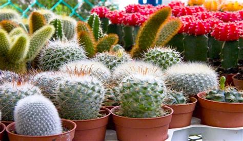 Todo sobre cactus Tipos características y cuidados