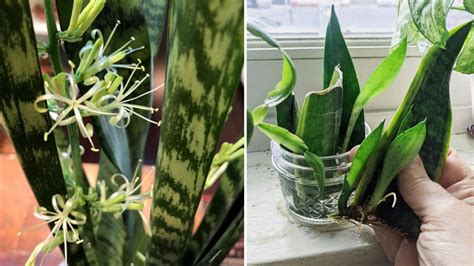 D Couvrez Comment Bouturer Le Sansevieria Et Comment En Prendre Soin