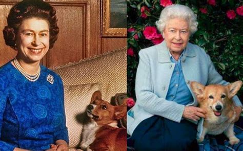 Perros De La Reina Isabel II Por Esto Amaba A La Raza Corgi Grupo Milenio