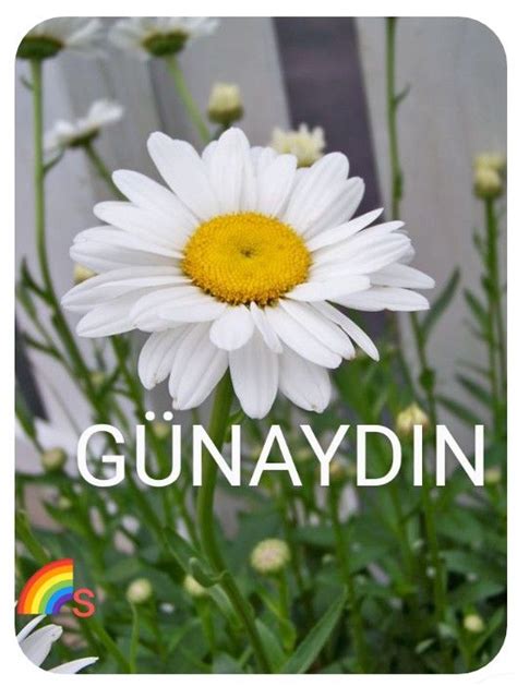 A White Flower With The Words Gunaydin On It In Front Of Some Flowers