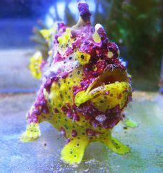 Rare Reef Safe Fish Reef Safe Fish On Pinterest Fish Aquariums