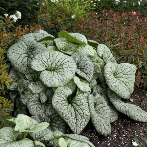 Brunnera Macrophylla Sterling Silver Pp Perennial Resource