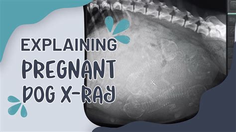 Explaining Pregnant Dog X Ray Eastwood Animal Clinic