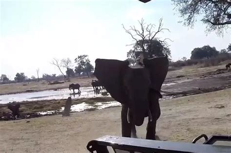 Terrifying Moment Rampaging Elephant Charges At Safari Truck As