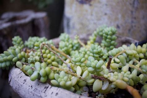 Pianta Grassa Con Fiori Gialli A Grappolo Pianta Da Vaso Esterno