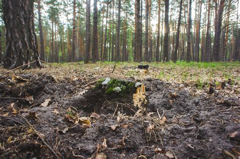 Беговая резиденция "Залесье" - Ногибоги