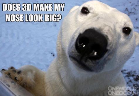 20 Polar Bear memes ideas | polar bear, bear, polar