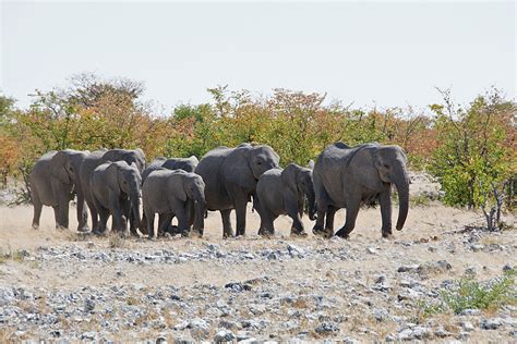 Namibia Namibia Dsc Ellies March To Wh Bonnie Flamer