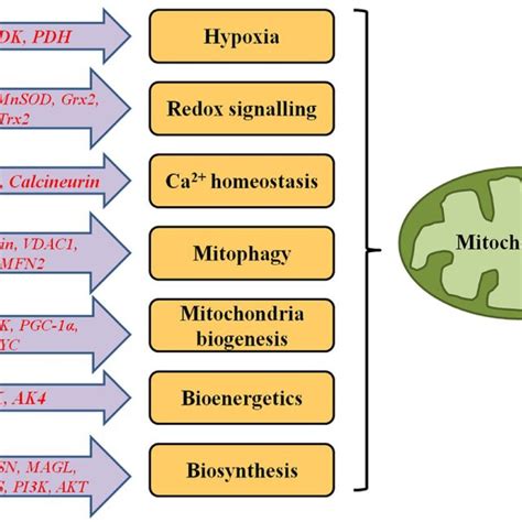 Metabolic Pathways Chart