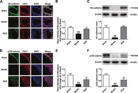 Rus Upregulated The Expressions Of Ve Cadherin And P Catenin In