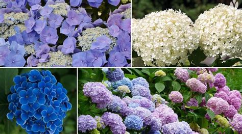 Comment Planter Un Hortensia R Ussir La Plantation D Un Hydrangea