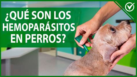 Hemopar Sitos En Perros Tipos Causas S Ntomas Y Tratamiento