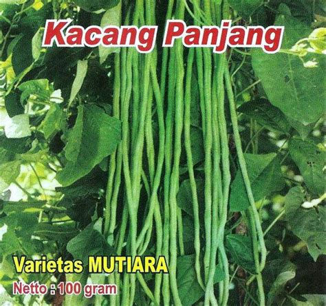 Jual 10 Biji Benih Sayur Kacang Panjang Varietas Mutiara Di Lapak Mgi