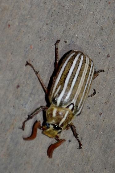 Ten Lined June Beetle Polyphylla Decemlineata Bugguidenet