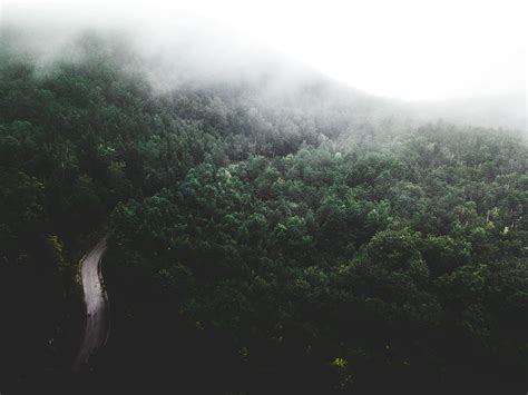 Online crop | HD wallpaper: landscape photography of rain forest, mountain, tree, fog, cloudy ...