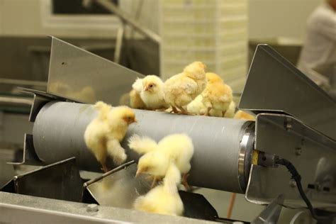 Making The Case For Culling Day Old Layer Males Poultry World