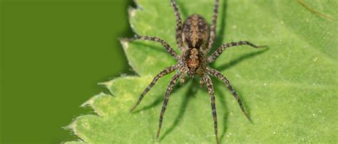 Spider Identification Chart