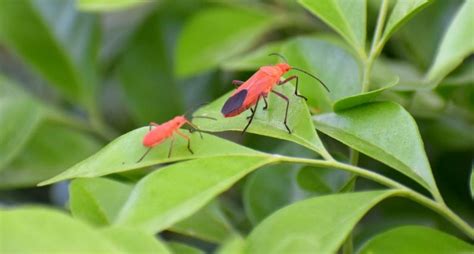 How To Get Rid Of Boxelder Bugs Permanently 2022 Bugwiz