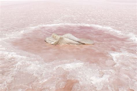 Selected Works By Prue Stent And Honey Long