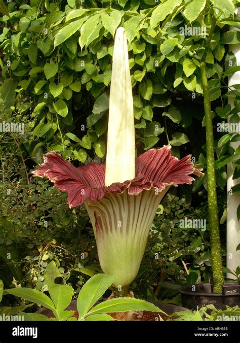 The Titan Arum Amorphophallus titanum Giant Flower Stock Photo - Alamy