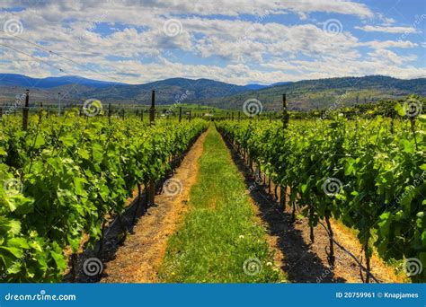 Vineyards And Orchards Osoyoos B C Stock Image Image Of