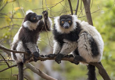 Madagascar - Endemic Wildlife Photo Tour 2025