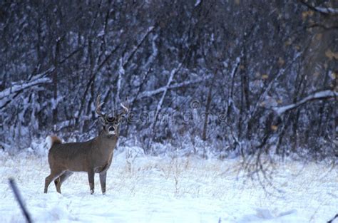 Whitetail Buck in snow stock photo. Image of male, buck - 9500960