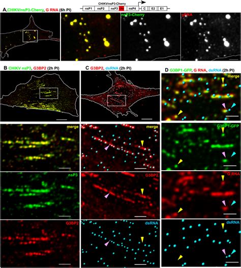 G Bp Nsp Complexes Bind Viral G Rna In Chikv Infected Cells A