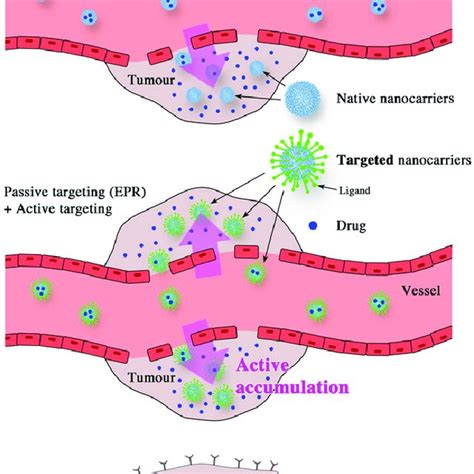 Scheme Illustrating The Passive Targeting EPR And The Active