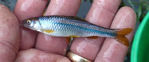 Please Add Blue Shiner Cyprinella Caerulea