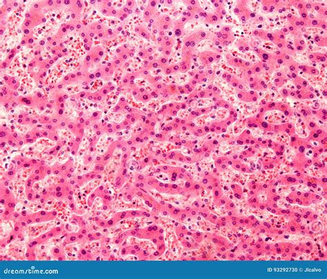 Human Liver Hepatocytes Stock Photo Image Of Histology 93292730