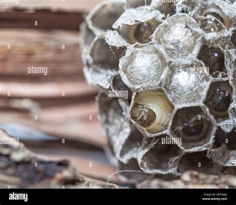 A Wasp Larva Weaves A Lid In A Honeycomb Cell The Heads Of The Wasp Larvae Wasp Nest With