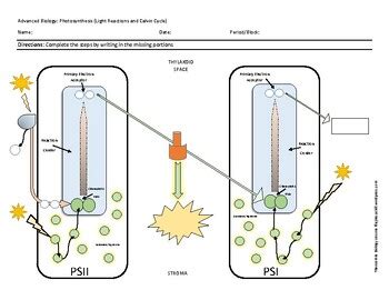 Photosynthesis (Light Reactions) - Advanced Biology | TPT