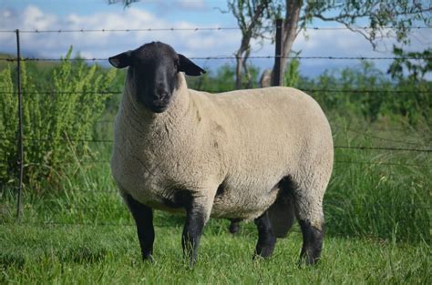 Suffolk Sheep Breeders - Hatari Farming