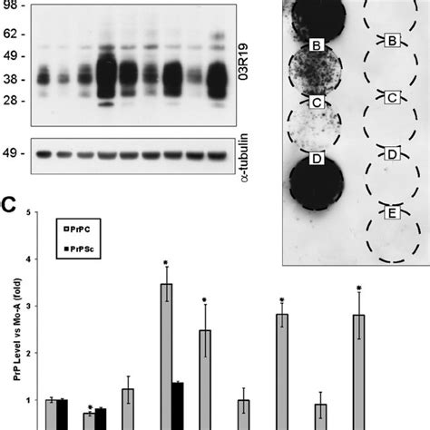 Grr Mutant Prp Displays Lower Levels Of Prp Sc A Rk Cells Stably