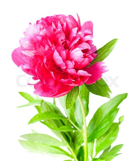 Fuchsia peony | Stock image | Colourbox