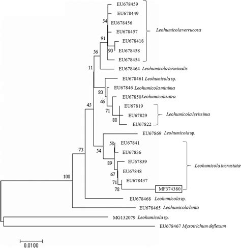 Phylogenetic Tree Generated From Cytochrome Oxidase 1 Cox1 Gene