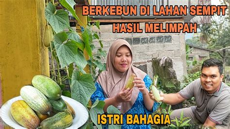 Berkebun Dilahan Sempit Hasil Melimpah Istri Bahagia Menikmati Suasana