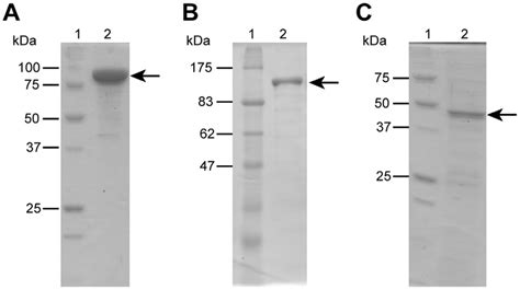 Sds Page Analysis Of The Purified Enzymes A Molecular Mass Markers