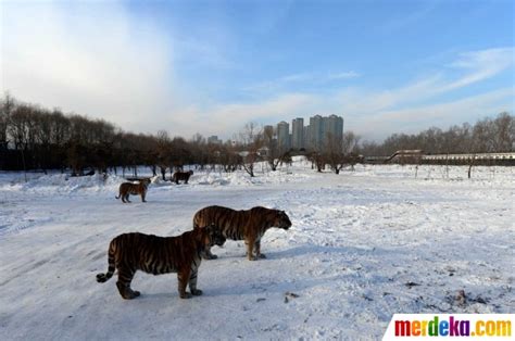 Foto : Melihat aksi garang harimau Siberia terkam mangsa | merdeka.com