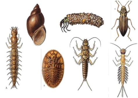 Benthic Macroinvertebrates - Water Quality Project