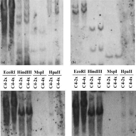 Reverse Northern Blot Hybridization Patterns Of The Differentially