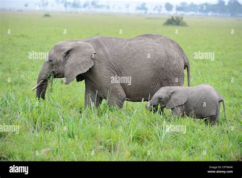 African Bush Elephant Savanna Elephant Bush Elephant Loxodonta Africana Mother And Calf